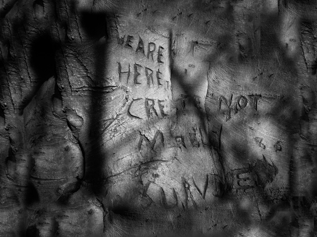 Words carved in a tree
